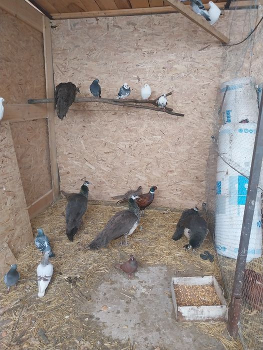 Vând lot de 20 de porumbei