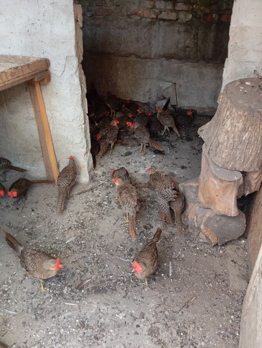 Fazani aurii  pe rosu