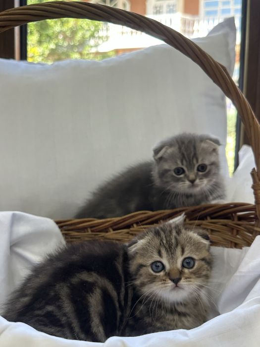 Вязка Британцкий страйт