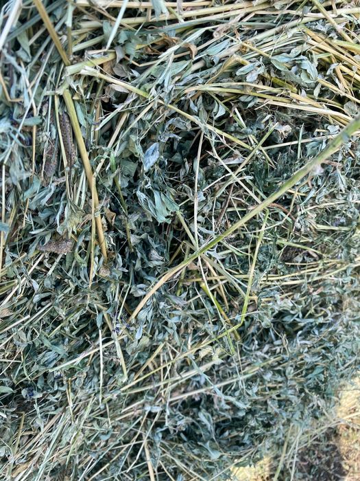 Vând baloți rotunzi de lucernă 330 lei