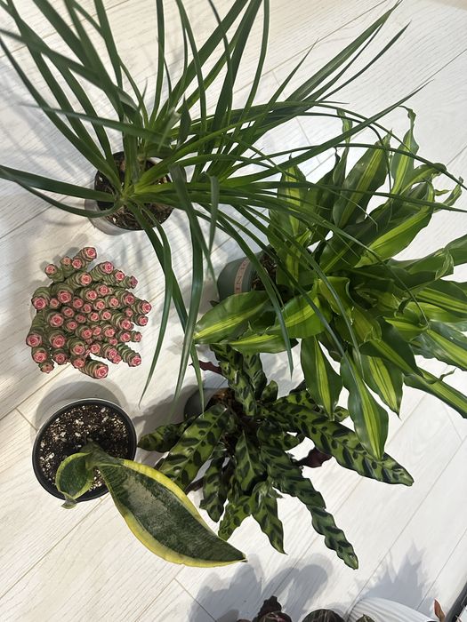 Комбо набор цветы