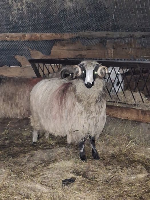 Vând 2 noatinii gruzi