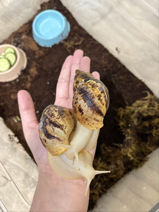 Продам двух улиток ахатин (альбино)