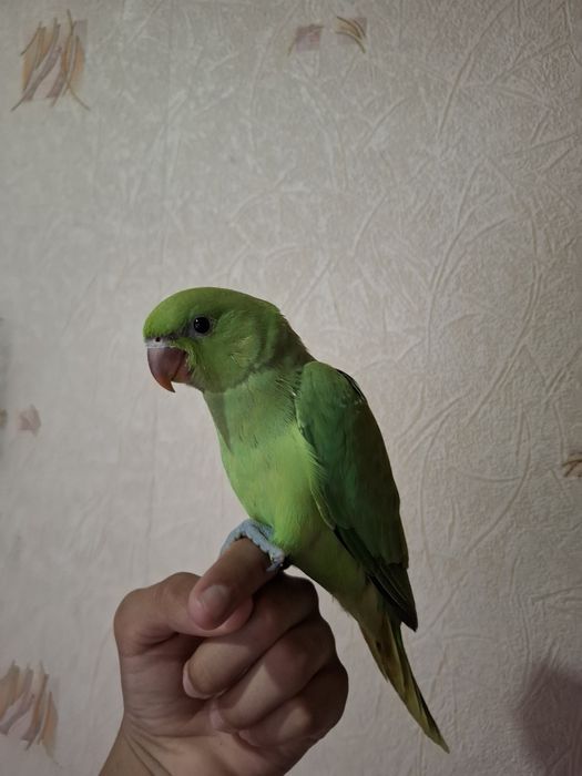 Ojerella ruchnoy papugay sotiladi