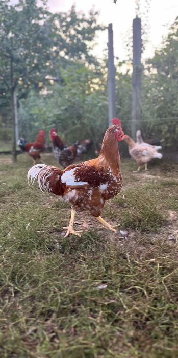 Brahma: porțelan, gold,bobat și barat, respectiv Pinta Pinta: porțelan