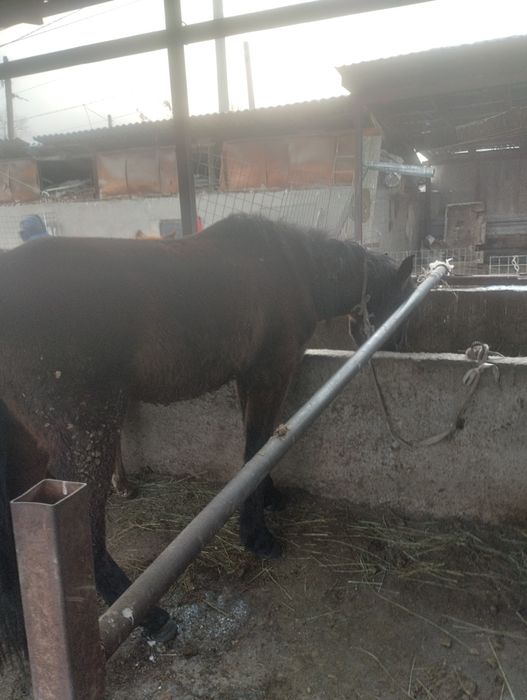 Кунан сатылады майда 3 ке келеди