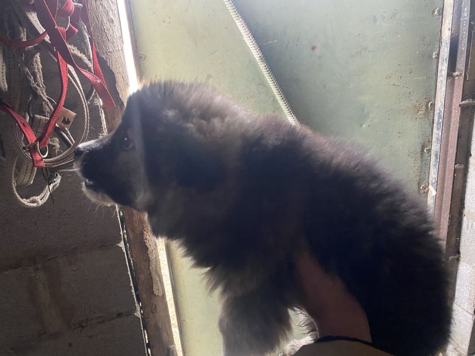 Алабай еркек