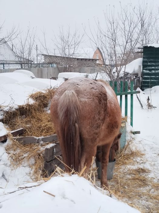 Продам байтал или обмен