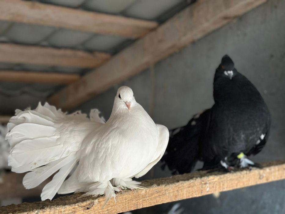 Vand porumbei de ornament