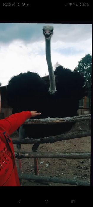 Se vand struti Nandu !