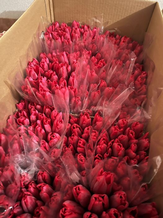 Тюльпаны тюльпан •тюльпаны