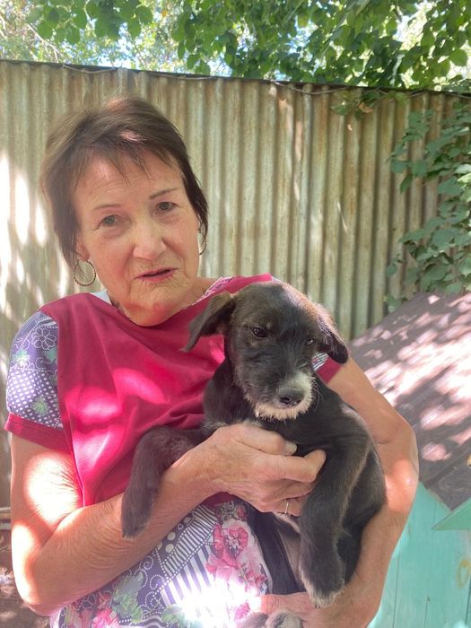 Замечательные щеночки