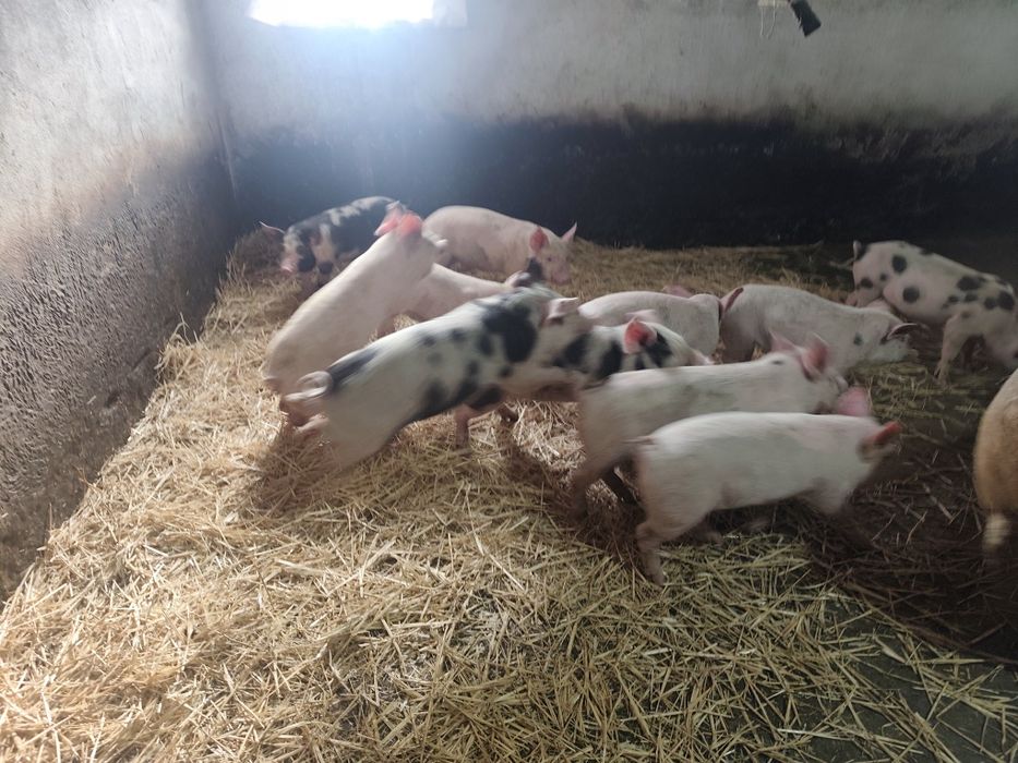 Поросята 2,5 месячные
