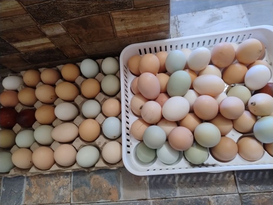 Ouă de la găini de vanzare