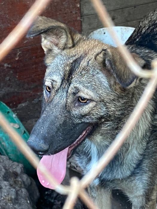 Ищем дом собачулям