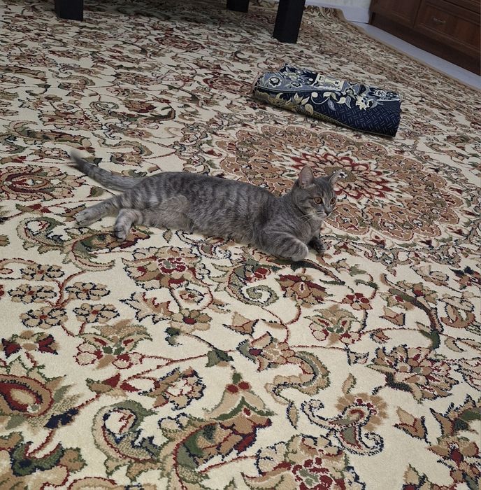 Котенок бесплатно