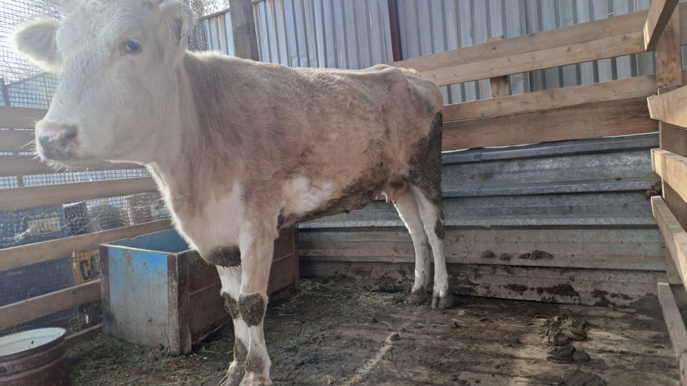 Корова корова корова