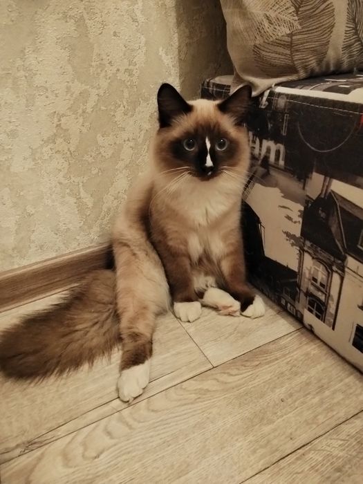 Отдам молодого котика