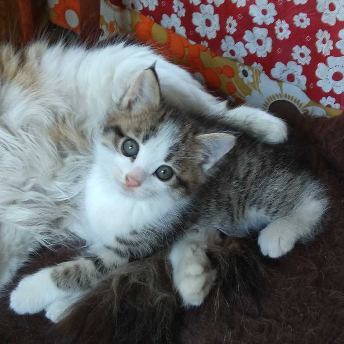 Отдам котёнка —>