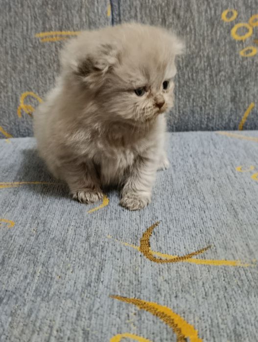 Продается котенок