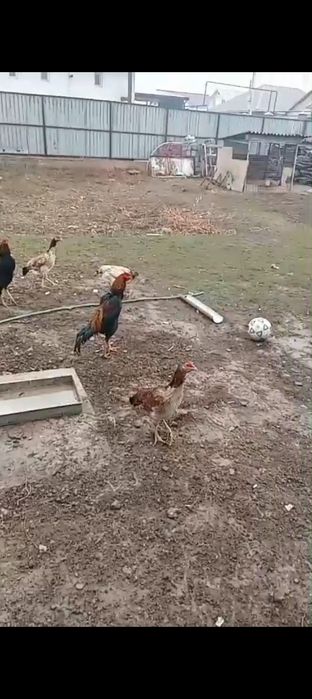 Даканы бойцовские петух