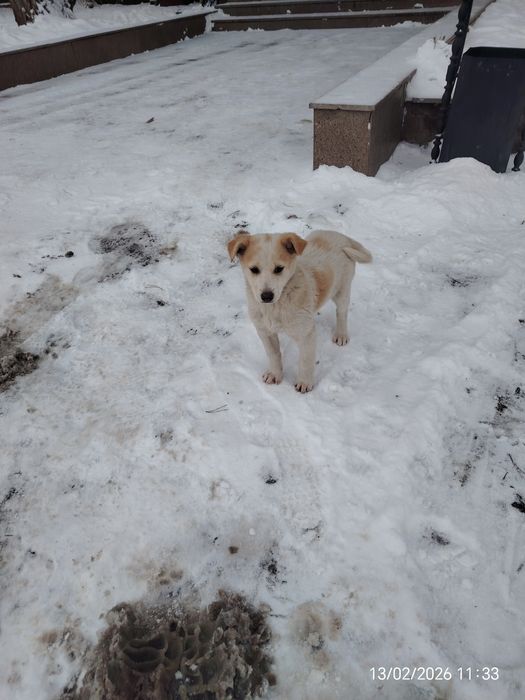 Отдам щенков 2 месяца