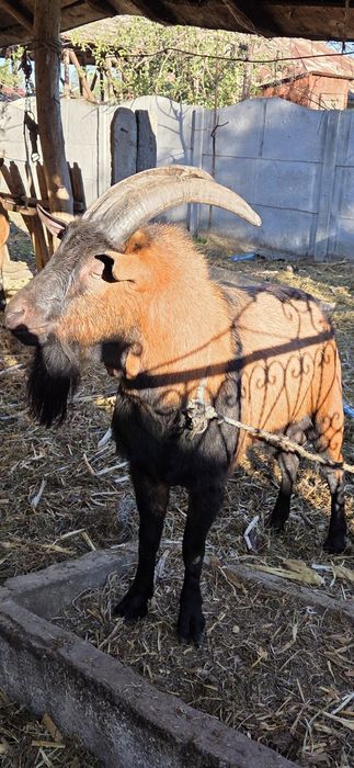 Vând Țap alpin francez