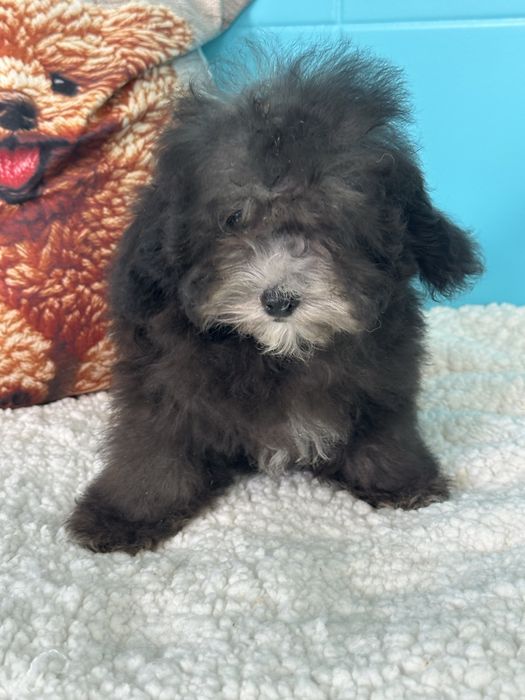 Малтипу/ Maltipoo silver