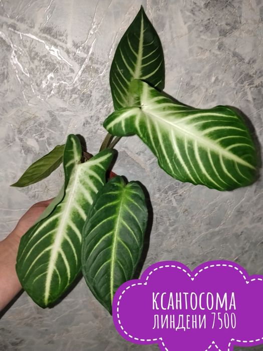 Цветы  комнатные