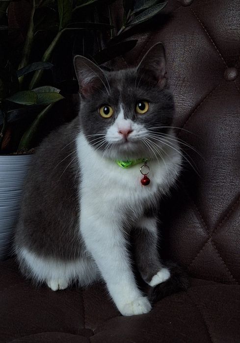 Подари Гудвина семью