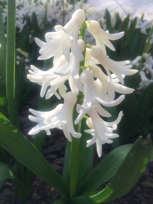 луковицы сортовых тюльпанов,трубчатых нарциссов,белых гиацинтов