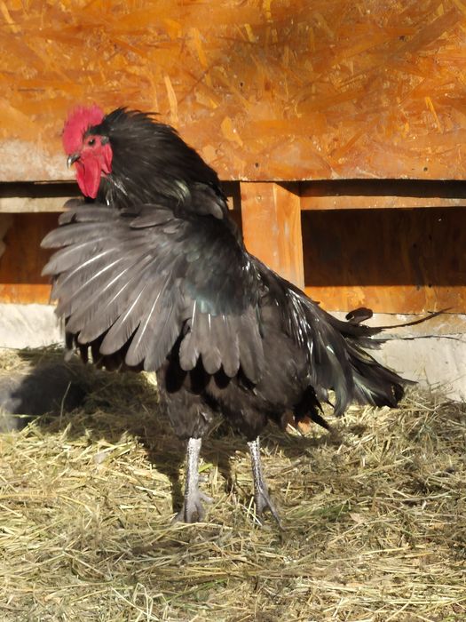 Cocos Australorp