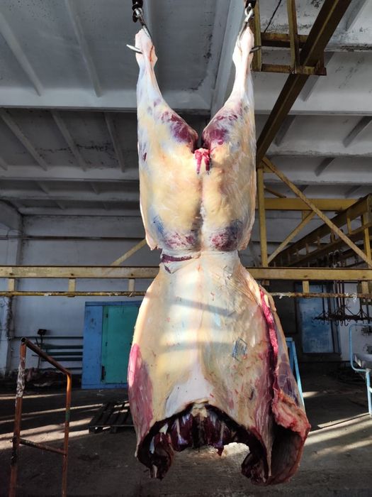 Соғым жабағы еті