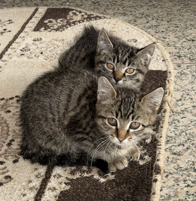 Котята мальчики 3 месяца