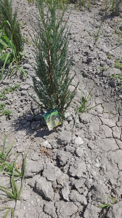 Гулар Ясин Берёза Сапура Лола Банзай Акасия Клеон