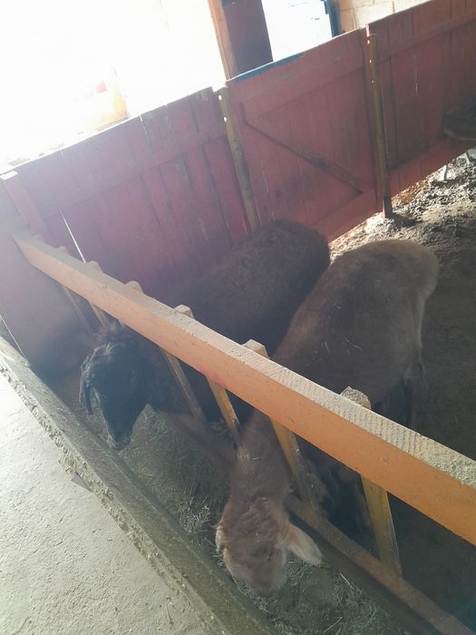 Откормленые кошкары