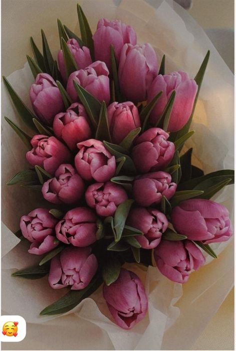 Свежие Тюльпаны оптом и в розницу