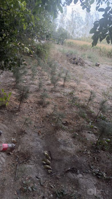 Qrimiski Sasna daraxtlari eekilganiga 6 yildan kop bolgan