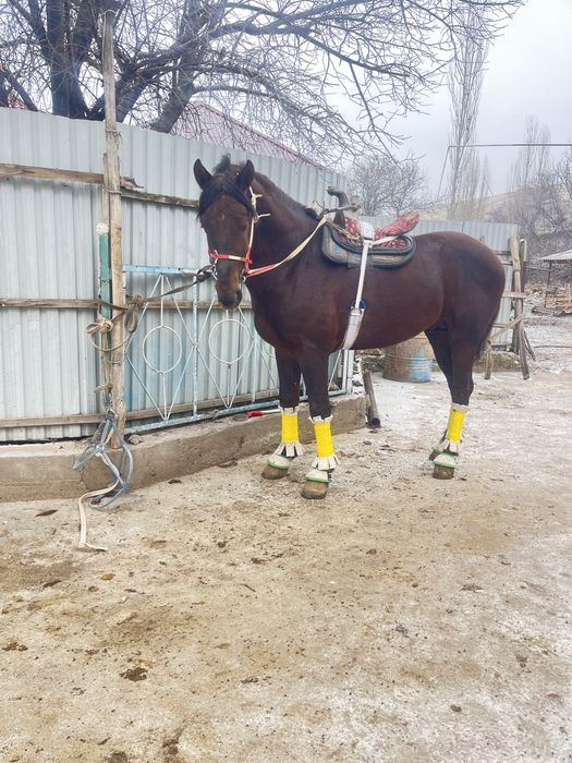 Үйірге ат сатылады