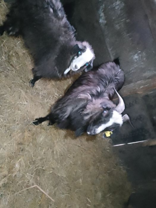 Продам казу с козленком