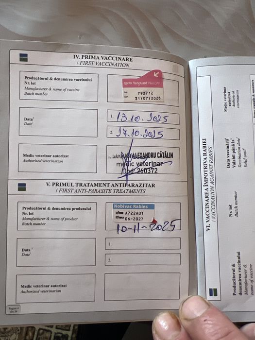 Cocker spaniel femela