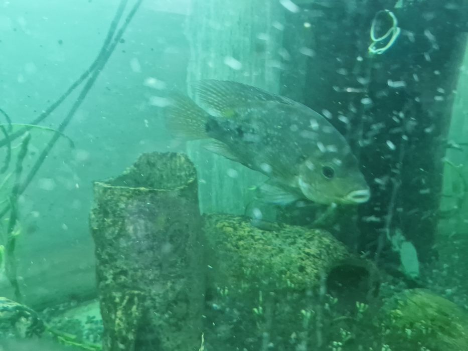 Брилиантовый попугай