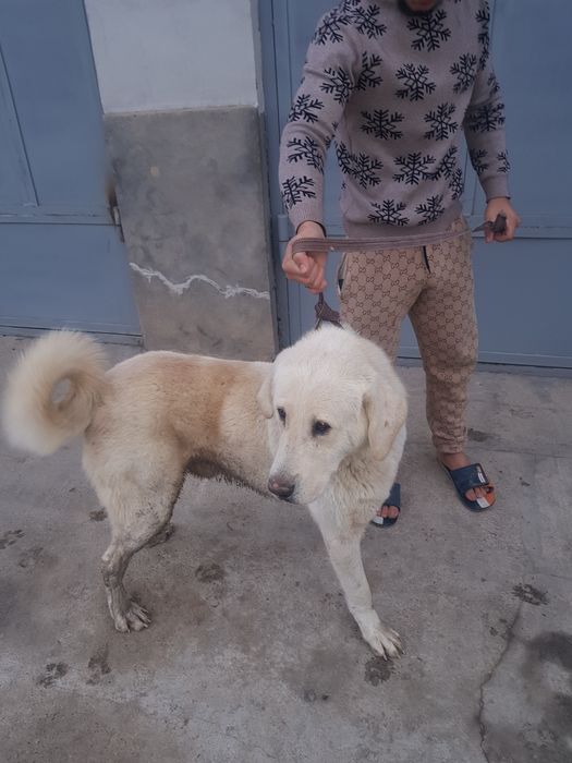 Turkman alabay alabay