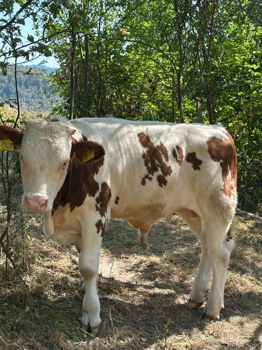 Tăuraș bălțat de 5 luni