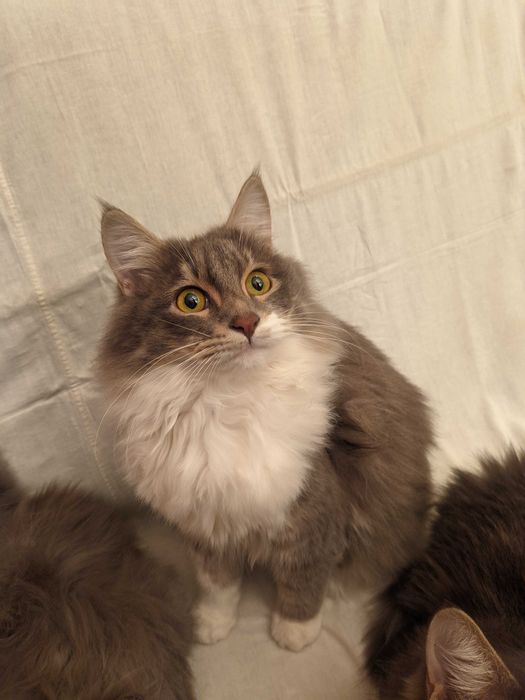 Кошка. Кот. Mushuk.