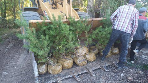 Деревья, кустарники, цветы