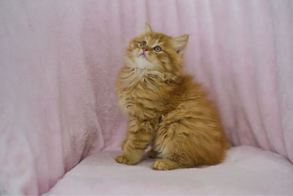 Сибирский котенок