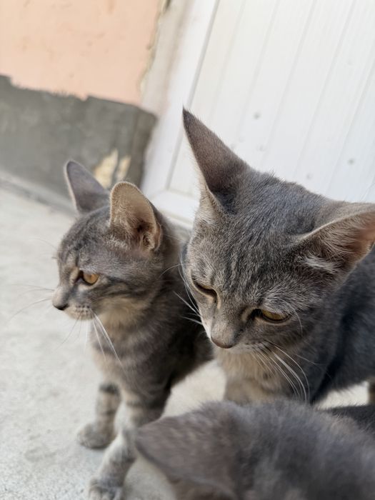 Отдам даром котят и маму кошку