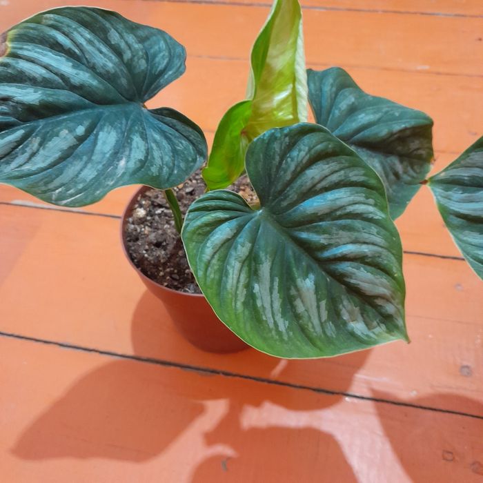 Филодедрон пловмани