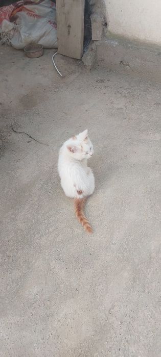 Одам котят в Добрые руки